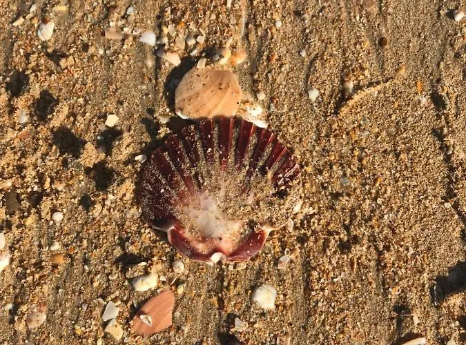 Lidia Oura With Private Swimmingpool * Albufeira