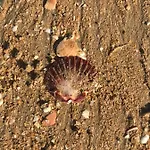 Lidia Oura With Private Swimmingpool * Albufeira